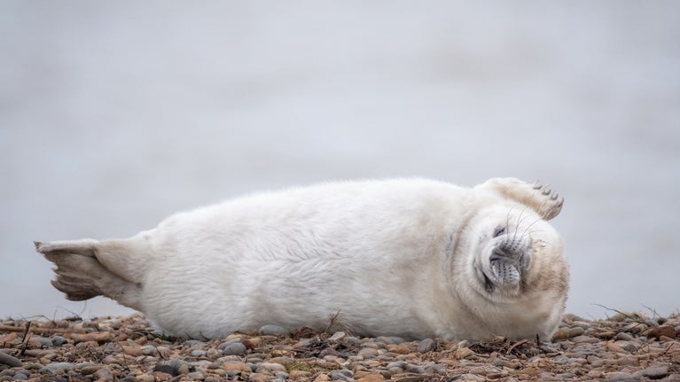 A fluffy white grey seal pup laying on the shingle ridge at Orford Ness in Suffolk